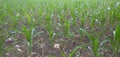 small expanse of corn plants in the backyard garden