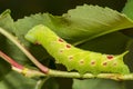 Small-eyed Sphinx Caterpillar - Paonias myops