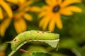 Small-eyed Sphinx Caterpillar - Paonias myops