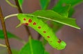 Small eyed sphinx moth caterpillar