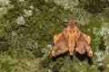 Small-eyed Sphinx Moth - Paonias myops