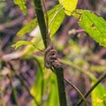 Small eyelash viper curled up on a small tree Royalty Free Stock Photo