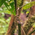 Small eyelash viper curled up on a small tree Royalty Free Stock Photo