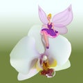 Small fairy sitting on a orchid.