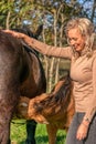 Small falcon color foal drinks some milk from its mother. Young smiling woman is standing next to the foal. Close-up, autumn sun Royalty Free Stock Photo