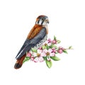Small Falcon With Spring Apple Flowers. Watercolor Illustration. Realistic Hand Drawn American Kestrel Bird With Pink