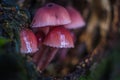 brown inedible mushroom on a tree