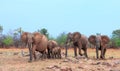 Small family herd of African Elephants on the dry arid savannah on the shoreline of Lake Kariba, Matusadona National Park, Zimbabw Royalty Free Stock Photo