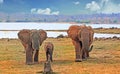 Family herd of Elephant and a small calf, standing on the shoreline of Lake Kariba, Zimbabwe