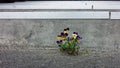 A small family of pansies eking out a living in a crack in a flight of stairs Royalty Free Stock Photo