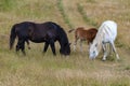 Small family picture, a black stallion, his mare and the foal Royalty Free Stock Photo