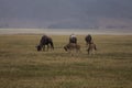 A small family of wildebeests grazing