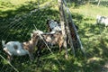 Small farm near the Gurten funicular. Funny goats frolic and greet tourists on their way to the top of the park. Bern, Switzerland