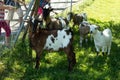 Small farm near the Gurten funicular. Funny goats frolic and greet tourists on their way to the top of the park. Bern, Switzerland