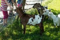 Small farm near the Gurten funicular. Funny goats frolic and greet tourists on their way to the top of the park. Bern, Switzerland