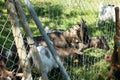 Small farm near the Gurten funicular. Funny goats frolic and greet tourists on their way to the top of the park. Bern, Switzerland