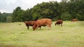 Small farm Red Angus cows and calves grazing Royalty Free Stock Photo