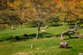 Small farm under castle Tocnik, autumn landscape, sunny day, big black haired pig, goats and sheep graze on lawn, Vietnamese pot- Royalty Free Stock Photo