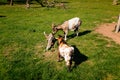 Small farm under castle Tocnik, autumn landscape, sunny day, spotted goats graze on lawn, field in countryside, Two domestic goat Royalty Free Stock Photo