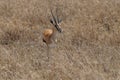 A small fast antelope Thomson's gazelle