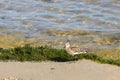 Small fast bird Calidris minuta on the river bank near algae. Ornithology