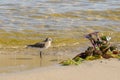 Small fast bird Calidris minuta on the river bank near algae. Ornithology