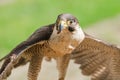 Small but fast predator bird falcon or hawk Royalty Free Stock Photo