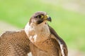 Small and fastest raptor bird peregrine or accipiter Royalty Free Stock Photo