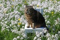 A small fat cat sits with a funny facial expression on a chair in the flower meadow Royalty Free Stock Photo