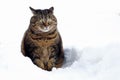 A small fat cat sits with a funny look in the snow Royalty Free Stock Photo