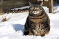 A small fat cat sits with a funny look in the snow Royalty Free Stock Photo