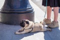 A small fat pet dog breed pug tired and lies on the pavement near the feet of his mistress. Royalty Free Stock Photo