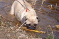 A small fat pug on a leash climbs into the pond. Royalty Free Stock Photo