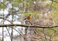 Small fat robini redbreast perched absolutely still on a tree br Royalty Free Stock Photo