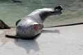 A small fat seal lies relaxed in the sun and yawns