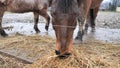 Small fat submissive hucul horse eats dry hay. Gives food to small confident pony.