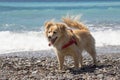 Little dog fawn at the sea