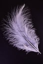 A small feather on a black background.Close-up. Royalty Free Stock Photo