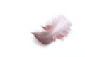 The small feather on a white background Royalty Free Stock Photo