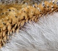 Small feathers around Eye of the nocturnal bird of prey Barn Owl Royalty Free Stock Photo