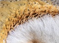 Small feathers around Eye of the nocturnal bird of prey Royalty Free Stock Photo