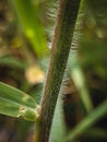 small feathers on the body of grass branches