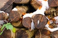 Small Feathers in firewood stack