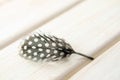 Small feathers guinea fowl white background