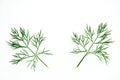 Dill leaves on white background Royalty Free Stock Photo