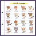 Small feline illustrations with regular and scientific names Royalty Free Stock Photo