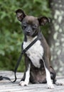 Tiny Chihuahua mixed breed dog pet adoption photo Royalty Free Stock Photo