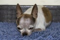 Small female chihuahua dog resting Royalty Free Stock Photo