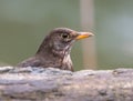 Small female Common blackbird (Turdus merula) perched on a close branch