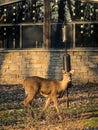 Small female deer in Wisconsin nature center Royalty Free Stock Photo